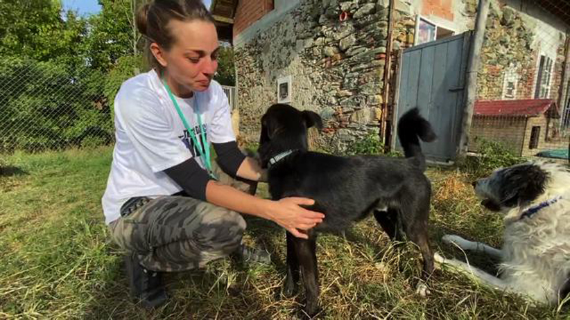 Cani al Dog Ranch di Sassello