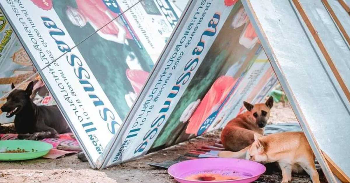 I cani sopravvissuti all’alluvione in Thailandia aiutati da un uomo speciale