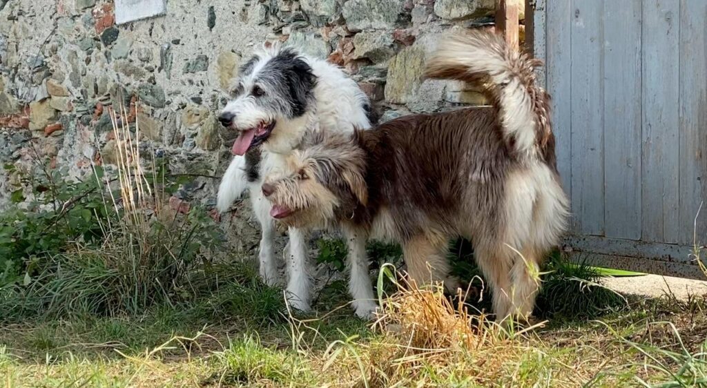 Cani del Dog Ranch di Sassello