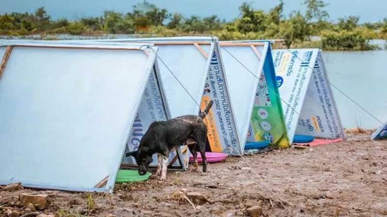 Cani-dopo-alluvione