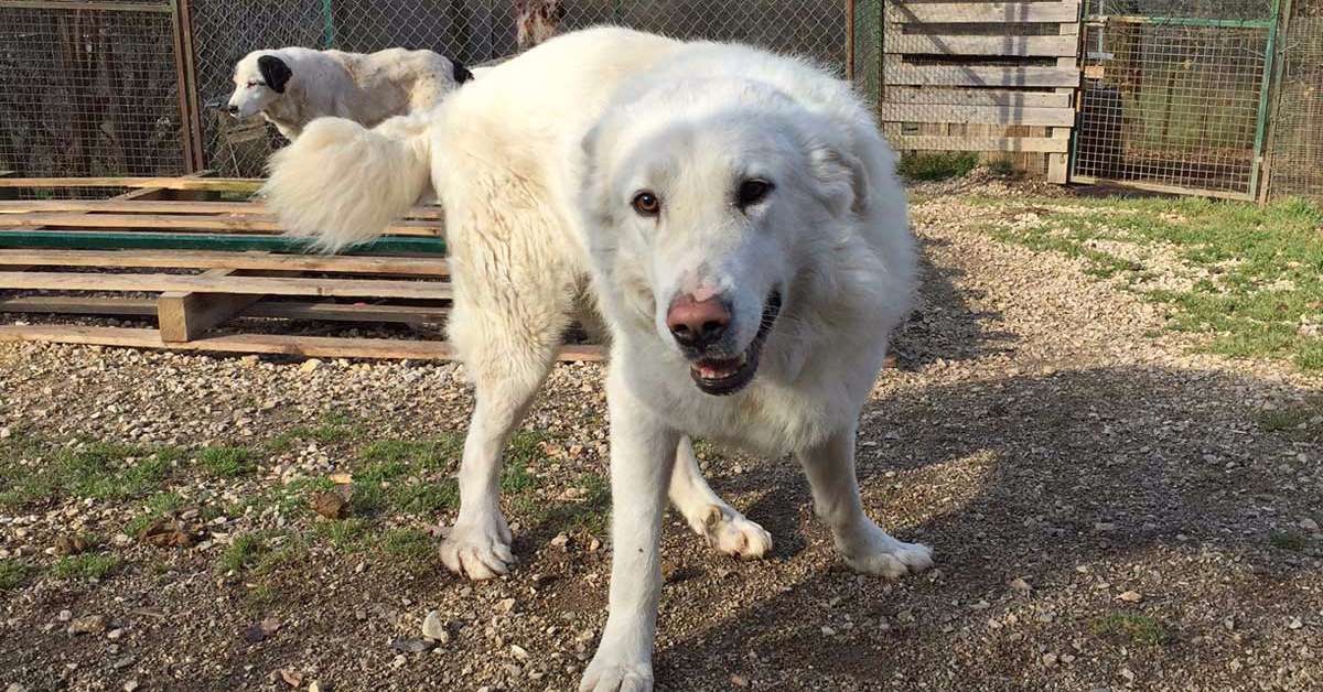 Cani e fumatori: invecchiamento precoce e altri rischi