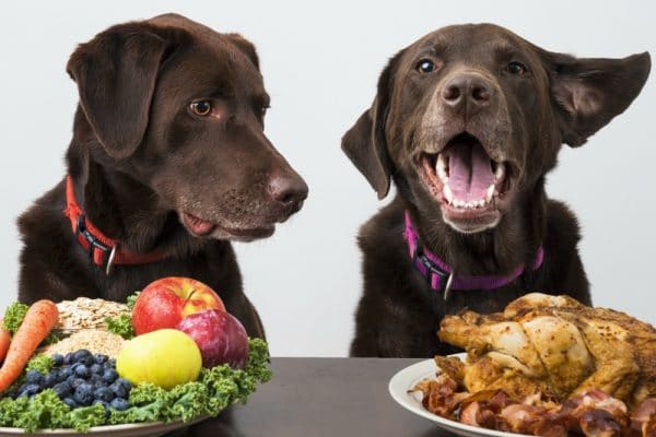 cibo sano germe per cane