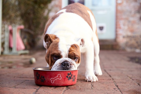 pane a lievitazione naturale e cani