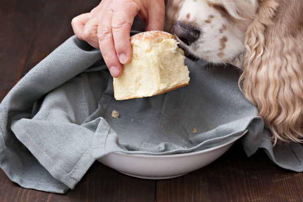 Cani e pane a lievitazione naturale