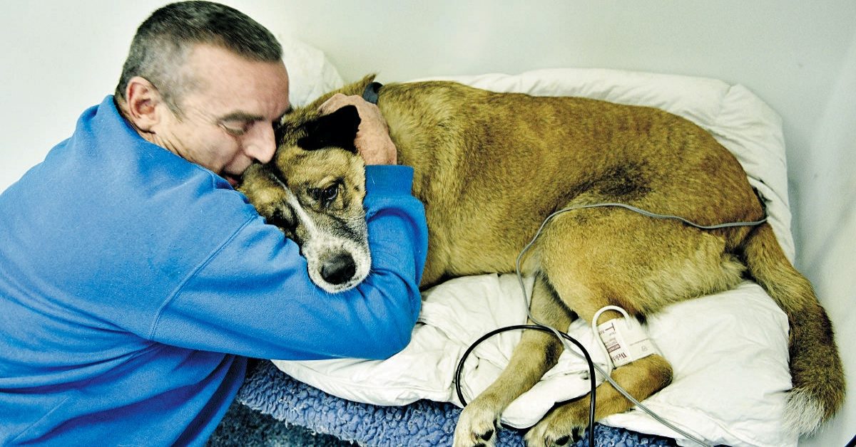 Cani e ustioni chimiche: come fare il primo soccorso