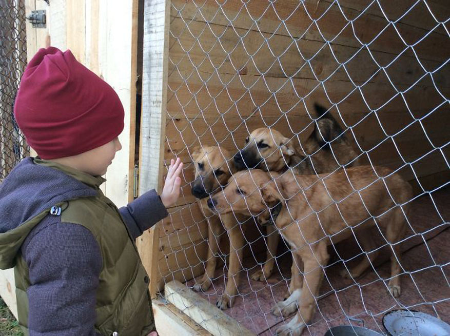 Cani in un rifugio