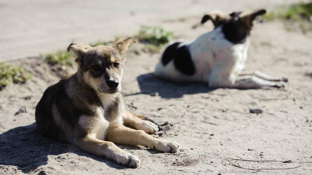 Cani sdraiati al sole