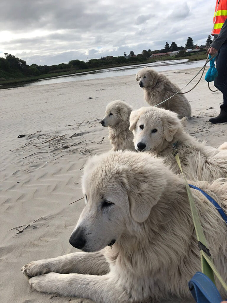 Cani su una spiaggia