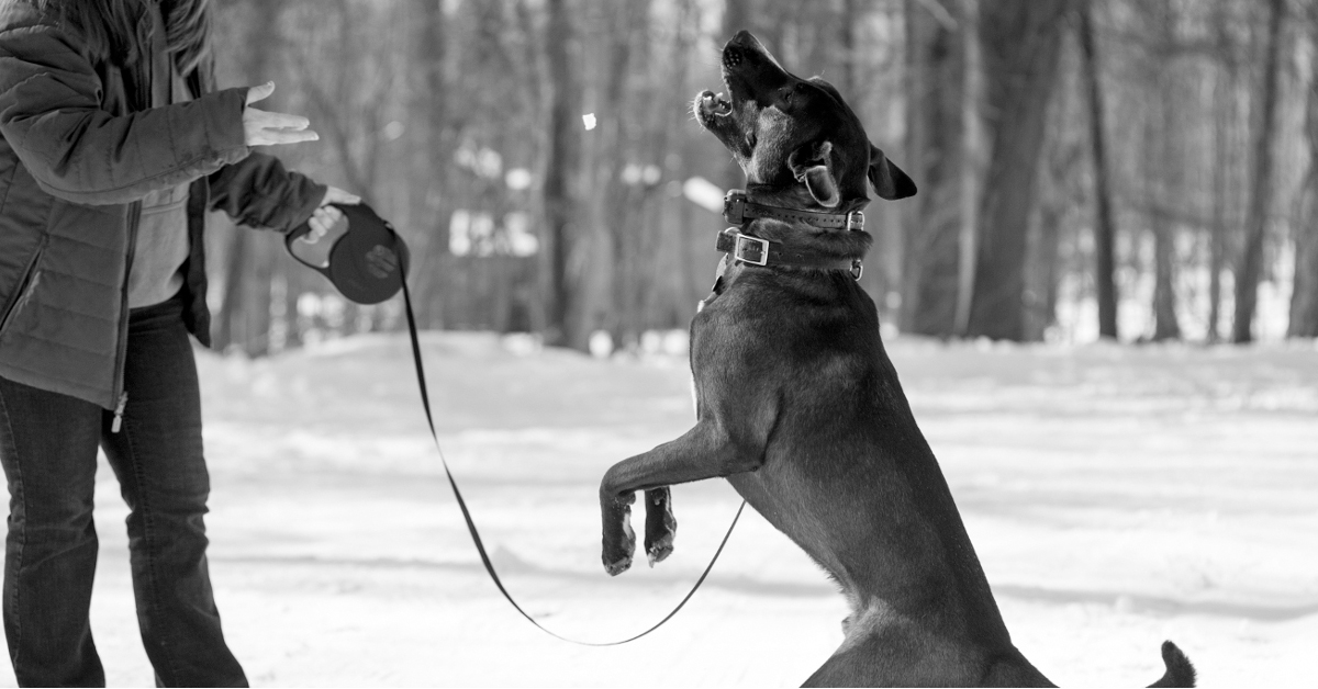 Come addestrare il cane a non combattere (o a fermarsi prima)