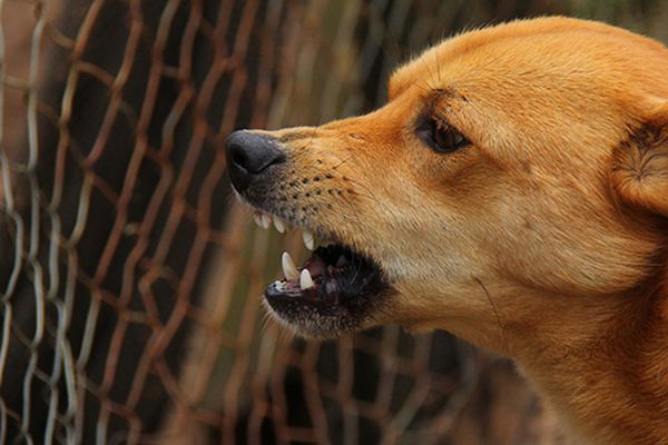 il gioco tra cani è sano