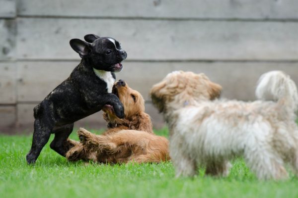 gioco tra cani è sano