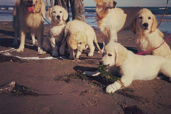 Come capire se il gioco tra cani è sano