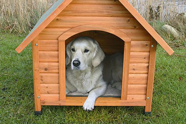 Come insegnare ad un cane ad andare al letto