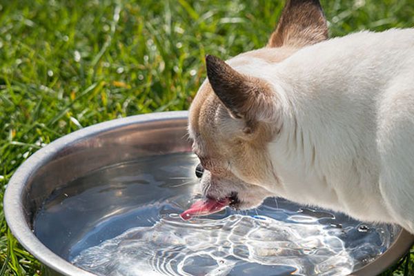 Come insegnare al cane a non capovolgere la ciotola