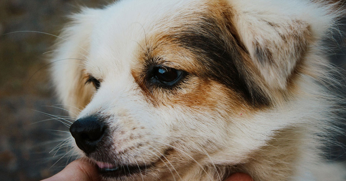 Come insegnare al cane a vergognarsi (per finta)!