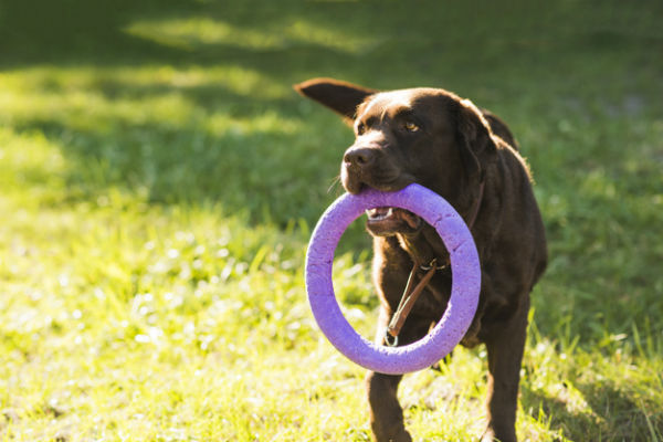 Come scegliere i giocattoli per il cane