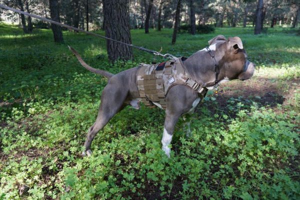 Come scegliere la pettorina del cane