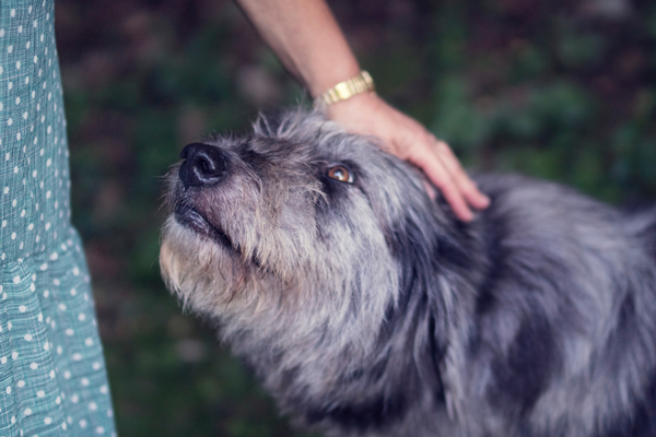 scegliere un cane per invecchiare insieme