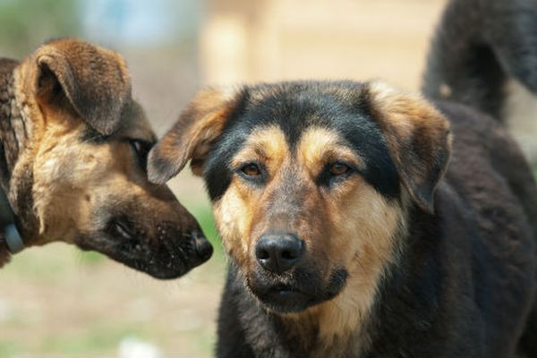 Cose da insegnare al cane