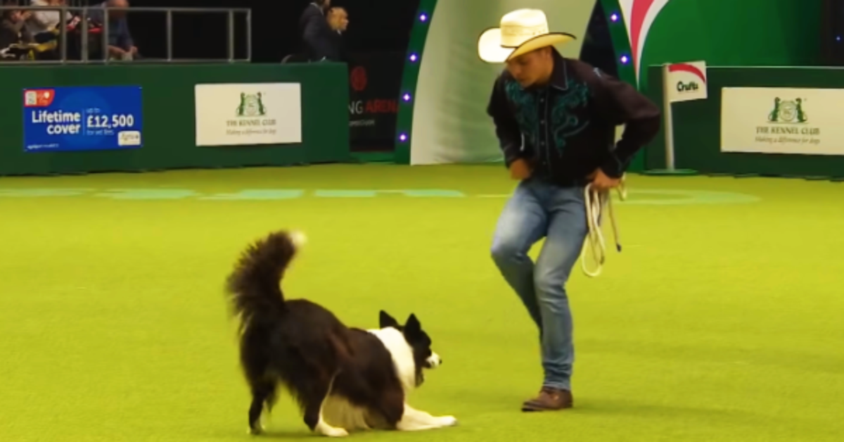 Insegnare al cane a ballare: si può fare, divertendosi