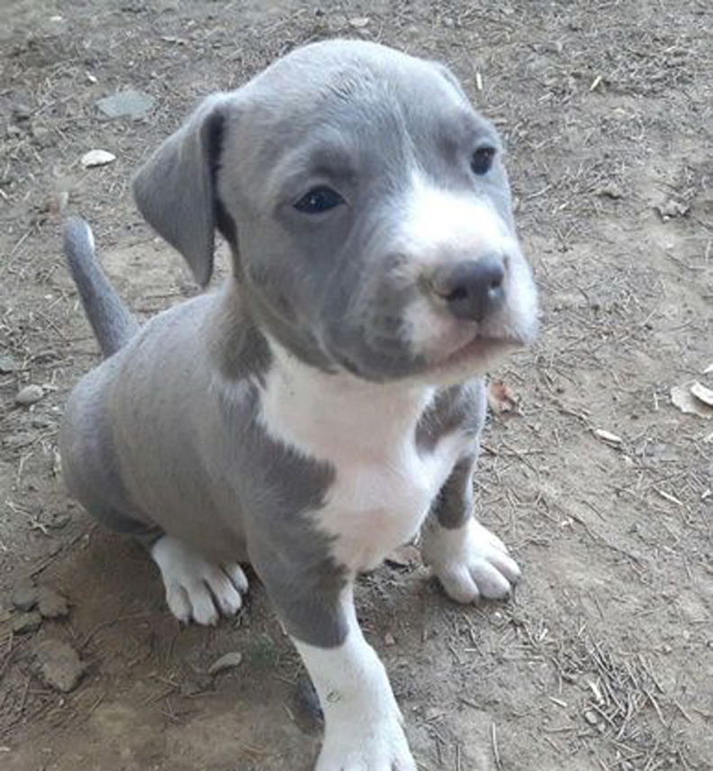 Cucciolo di cane