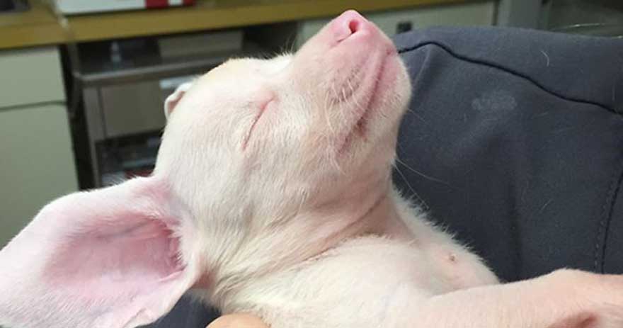 Cucciolo di cane che dorme