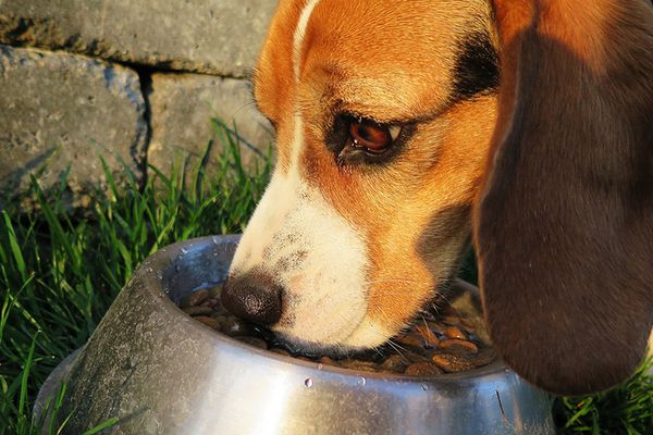 Disordini alimentari del cane