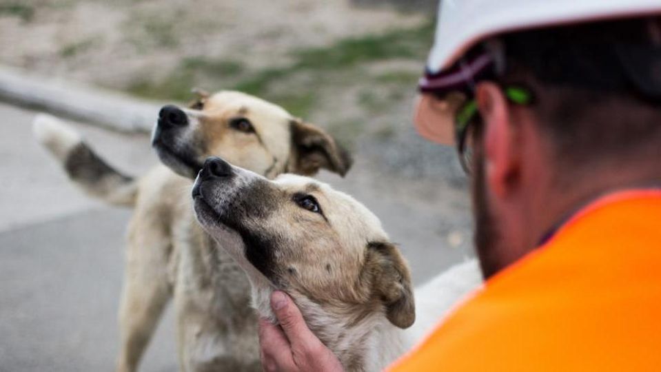 Due-cani-di-chernobyl