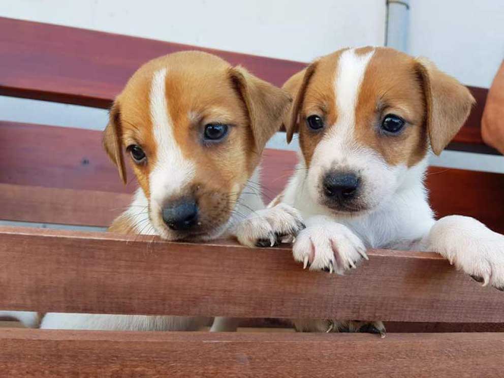 Due cuccioli di cane