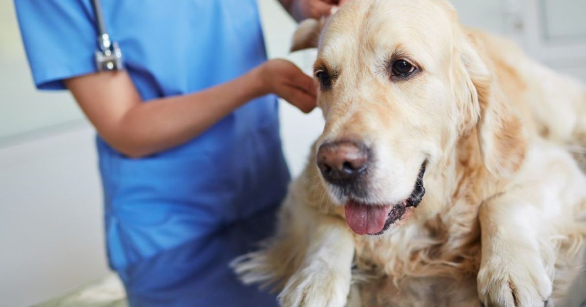 cane dal veterinario 