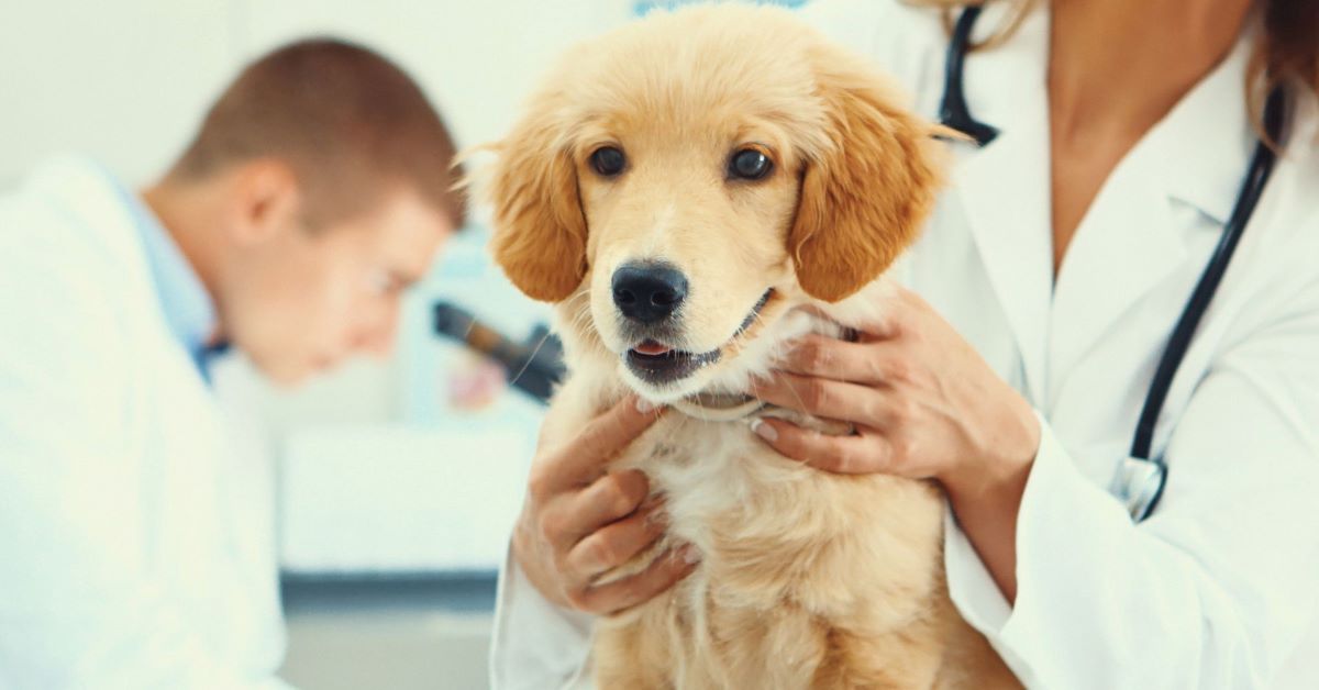 cucciolo a controllo dal veterinario 