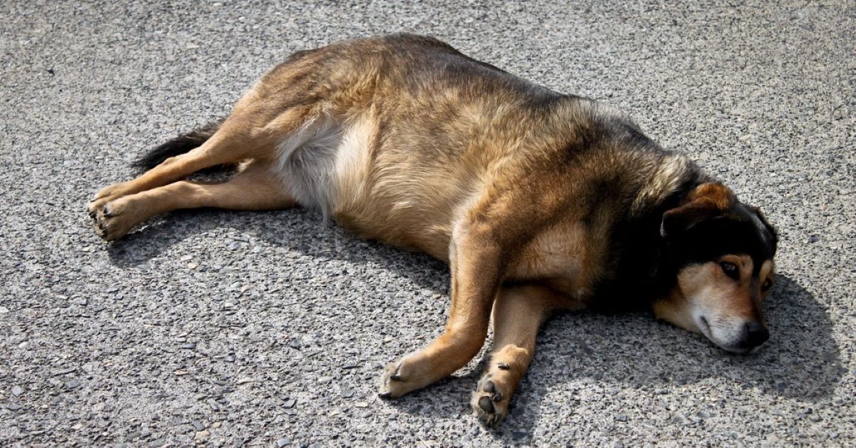 emergenza canina