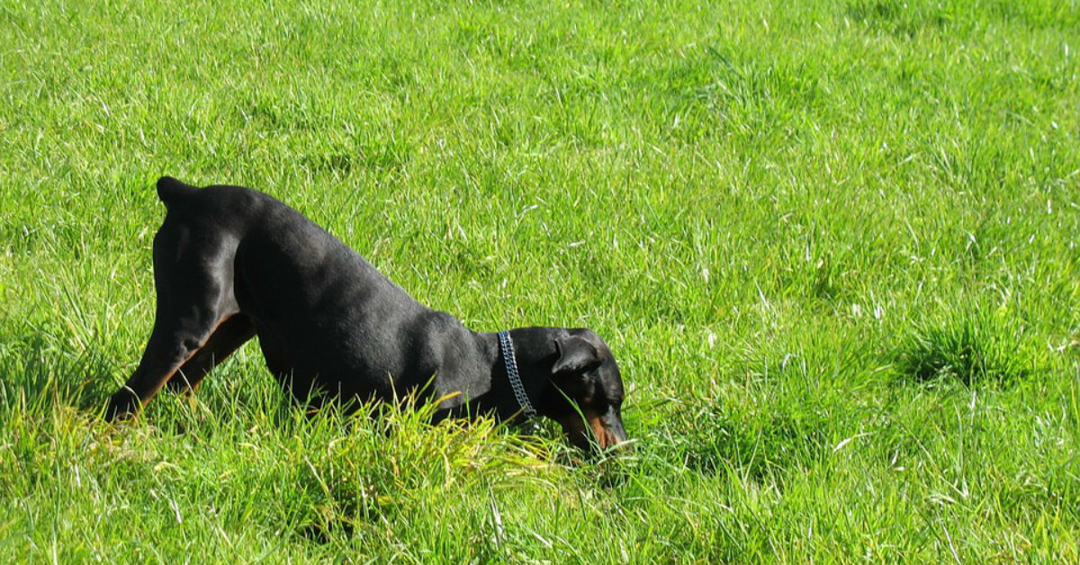 emergenza canina