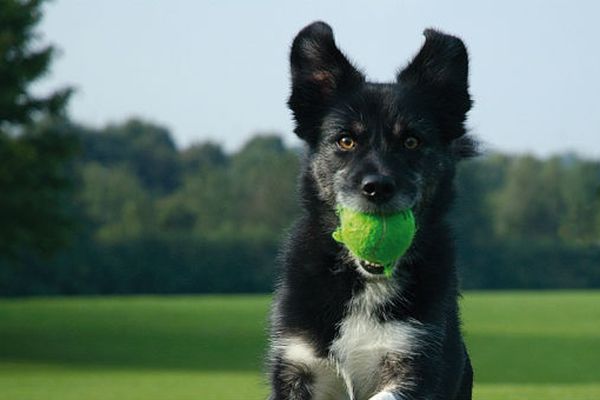 cane e giochi