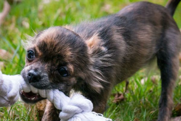 cane sa rimettere i giochi 