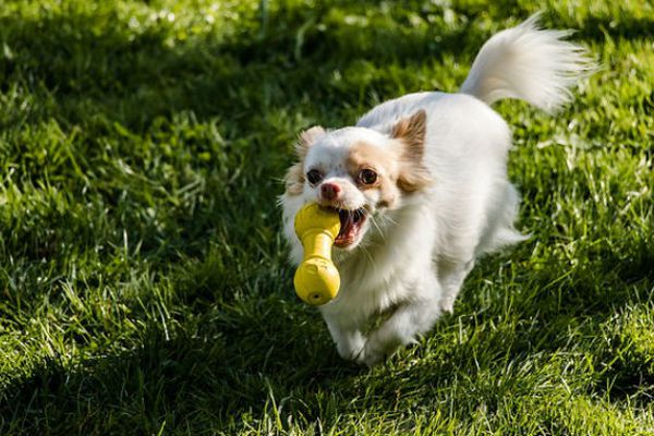 Far rimettere i giochi a posto al cane,