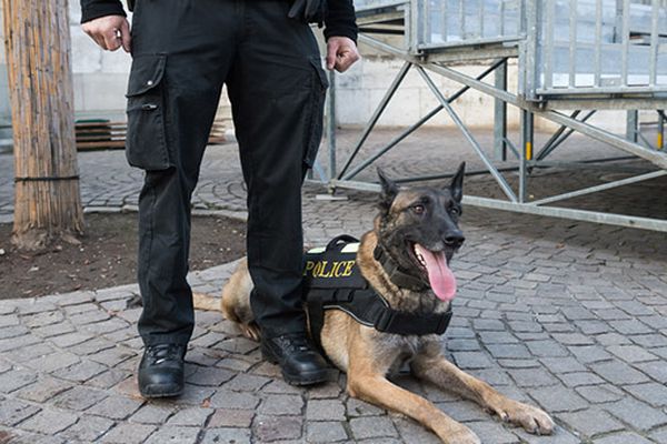 adottare un ex cane poliziotto