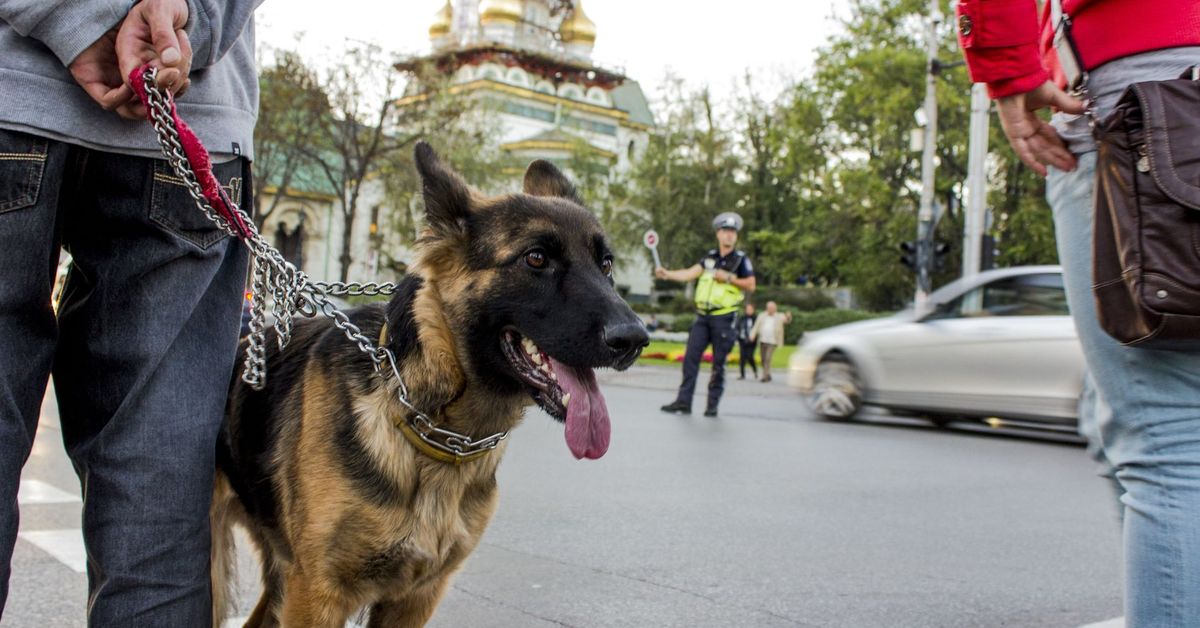 Ho adottato un ex cane poliziotto: e adesso?