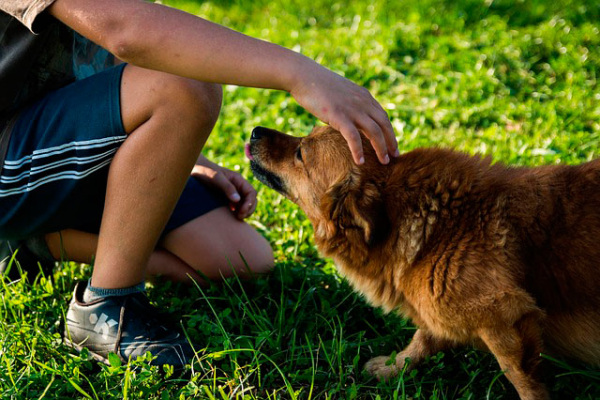 I cani annusano la generosità