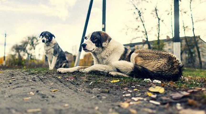 I-cani-di-chernobyl