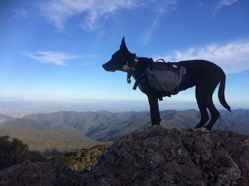 Il cane Bonnie