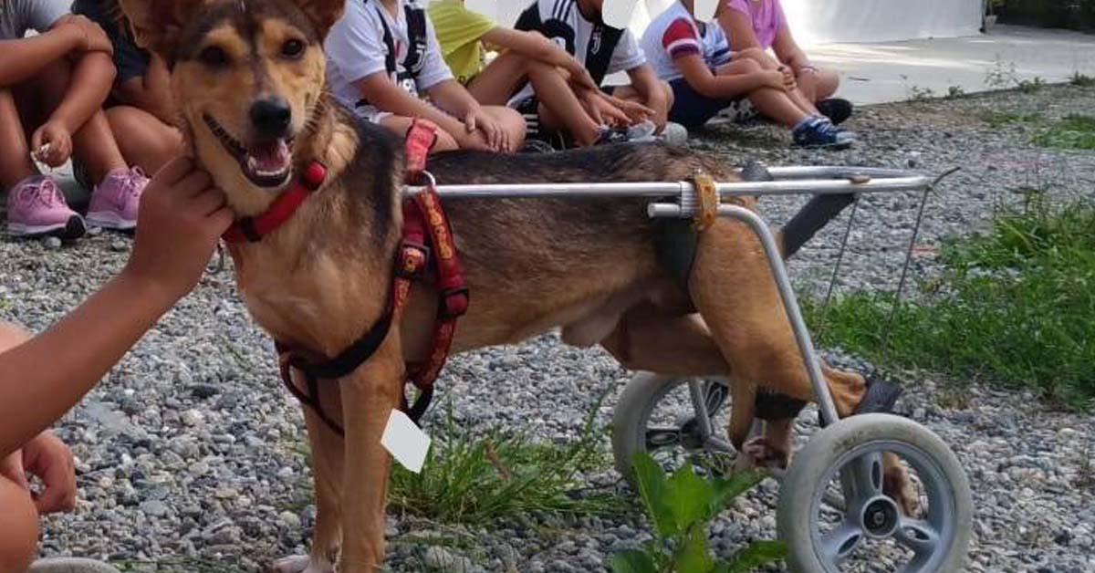Iggy, il cane maltrattato e paralizzato che vuole essere felice