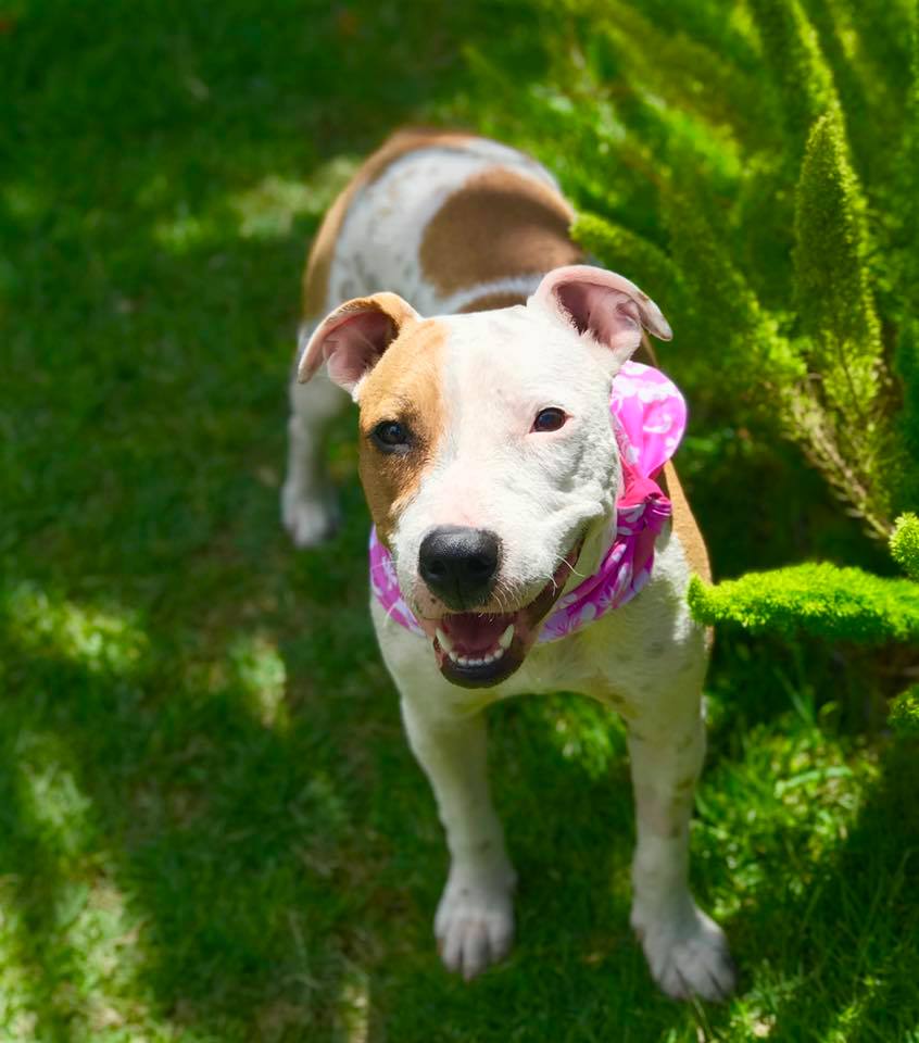 Il cane Leialoha felice