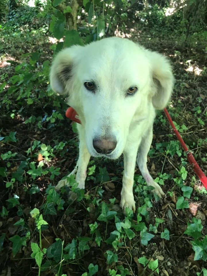 Il cane Marea