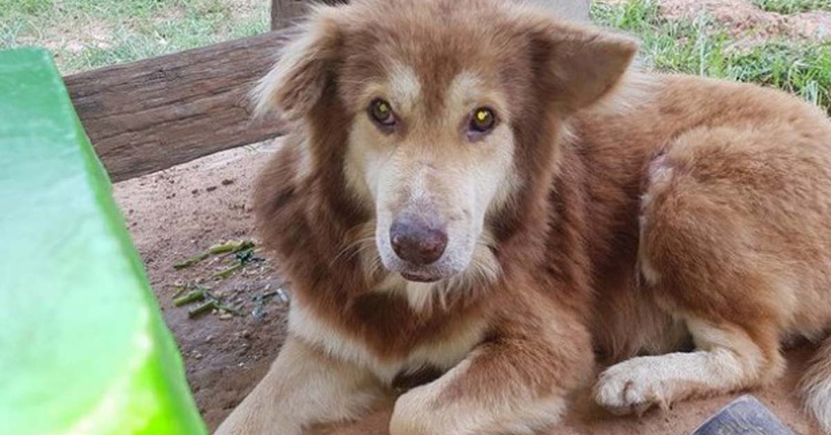 Tchimi, il cane abbandonato dopo il divorzio dei suoi proprietari