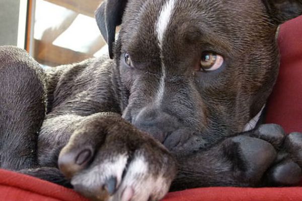 Il cane guarda con la coda dell'occhio