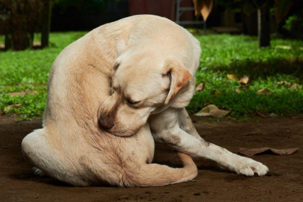 Il cane ha le tenie