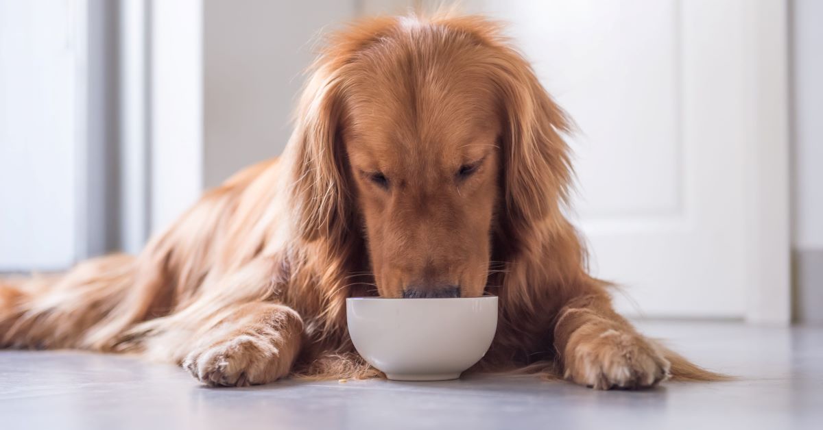 cucciolo mangia