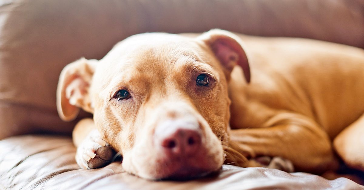 Il cane ha le tenie? Ecco come scoprirlo (e come trattarle)