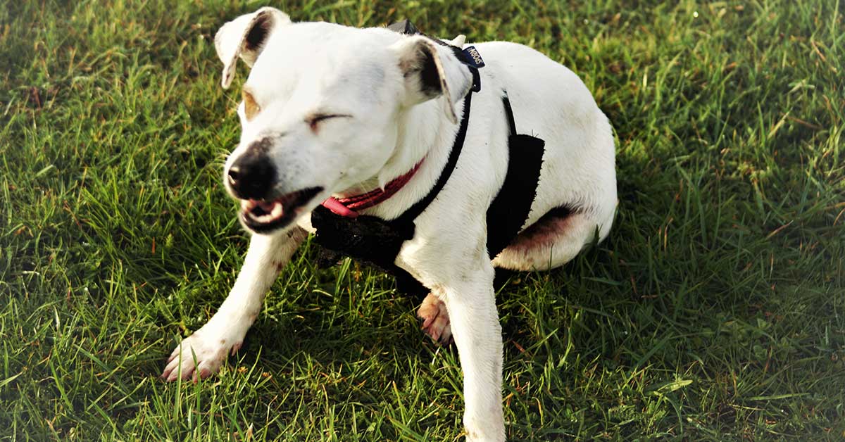 Il cane ha mangiato l’edera: è velenosa? Cosa si può fare?